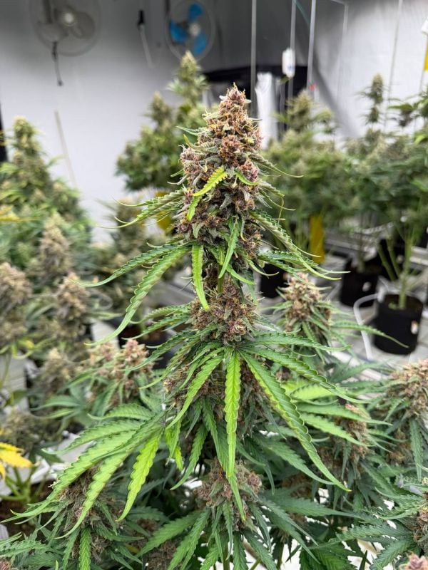 Instagram Afghan Kush Auto