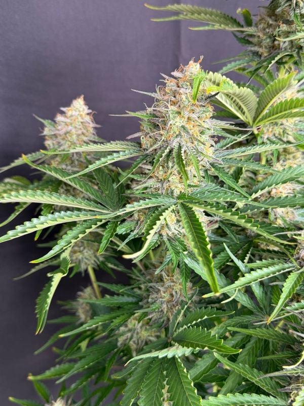 Instagram Moby Dick Auto
