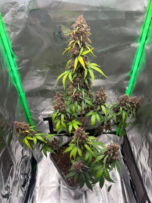 Instagram Purple Lemonade Auto RF3