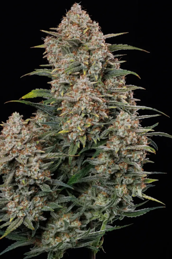 Instagram AUTO | Gorilla Cookies Auto