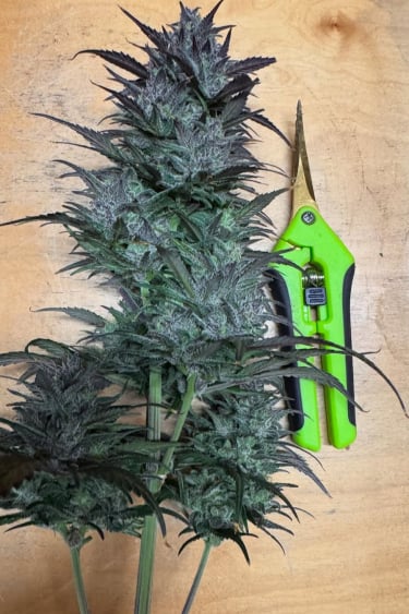 Instagram Strawberry Gorilla Auto