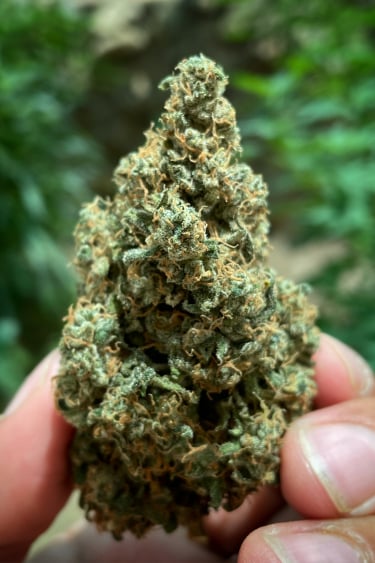 Instagram CBD Auto 11 CBD Crack