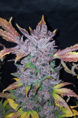 Instagram LSD-25 Auto