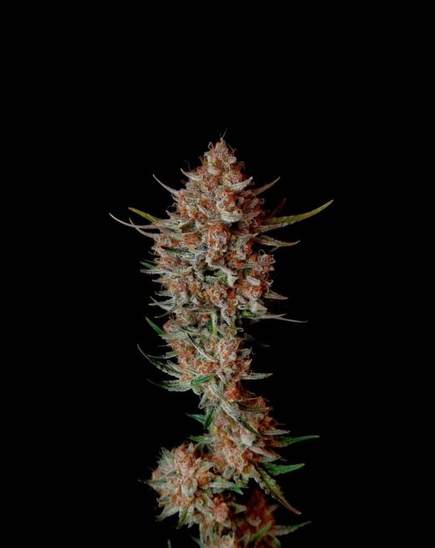 Instagram Guava Sundae Auto