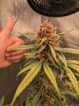 Instagram Guava Auto RF3™