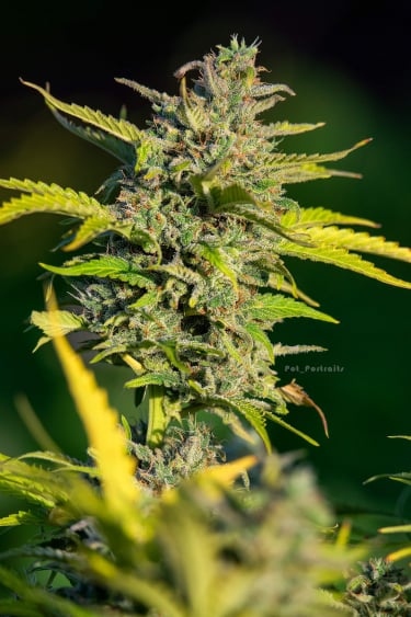 Instagram Smoothie Auto