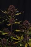 Instagram Purple Lemonade Auto RF3™