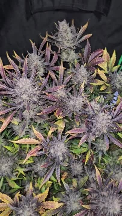 Guava Auto RF3 @Chrisbowa GD copy