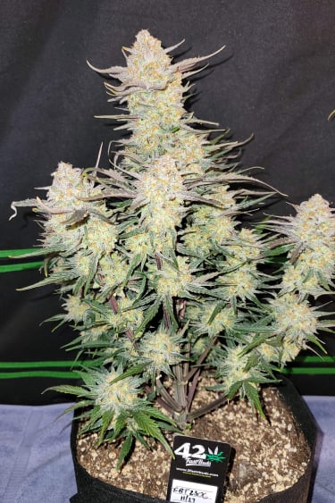 Instagram Apple Strudel Auto