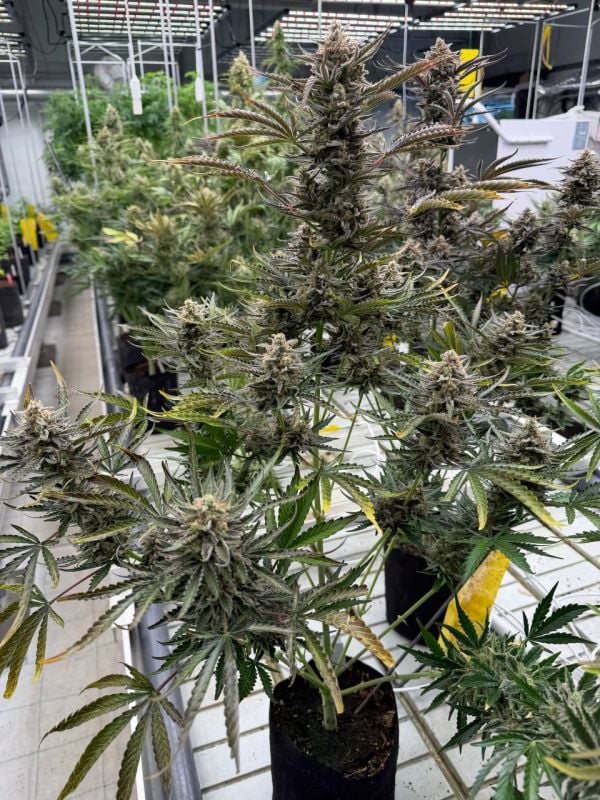 Instagram Cheese Auto