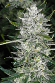 Instagram Papaya Cookies Auto™