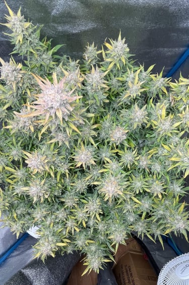 Instagram Amnesia Z Auto