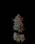 Instagram Guava Sundae Auto™