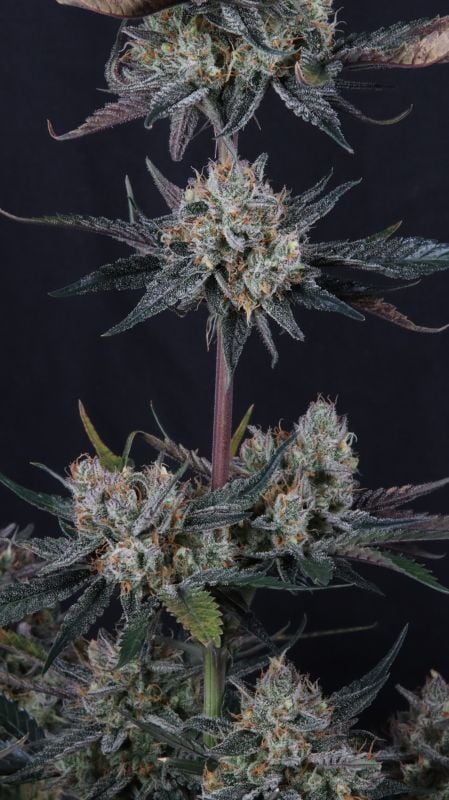 Instagram Guava Runtz Auto