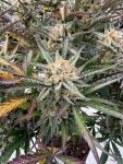 Instagram Blueberry Auto