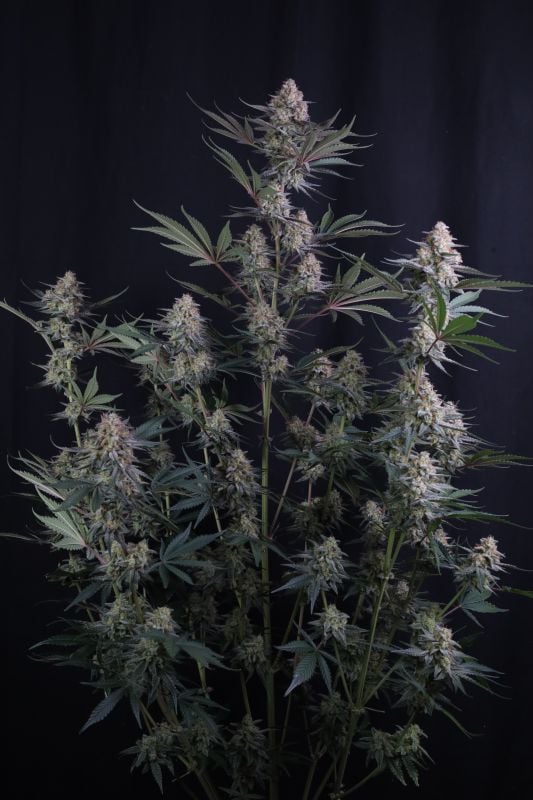 Instagram Lemon Tree Auto