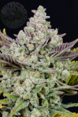 Instagram Gorilla Cookies Auto