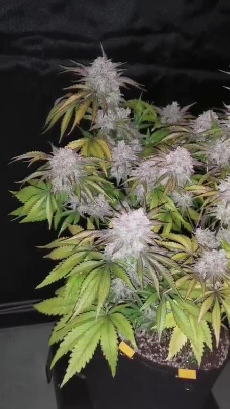 Instagram AUTO | Cherry Cola Auto