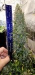 Instagram Mendo Cherry Cookies Auto™