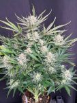 Instagram White Widow Auto
