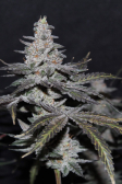 Instagram Gorilla Cookies FF