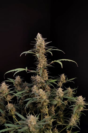 Instagram Critical Auto