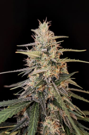 Instagram Sour Diesel Auto