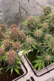 Instagram Banana Purple Punch Auto
