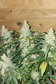 Instagram Pound Cake Auto™