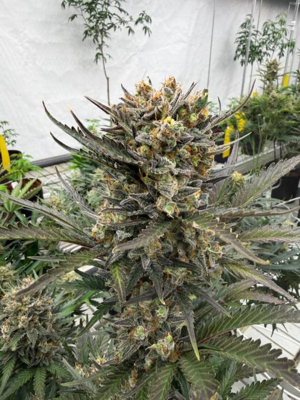 Instagram Chemdawg Auto