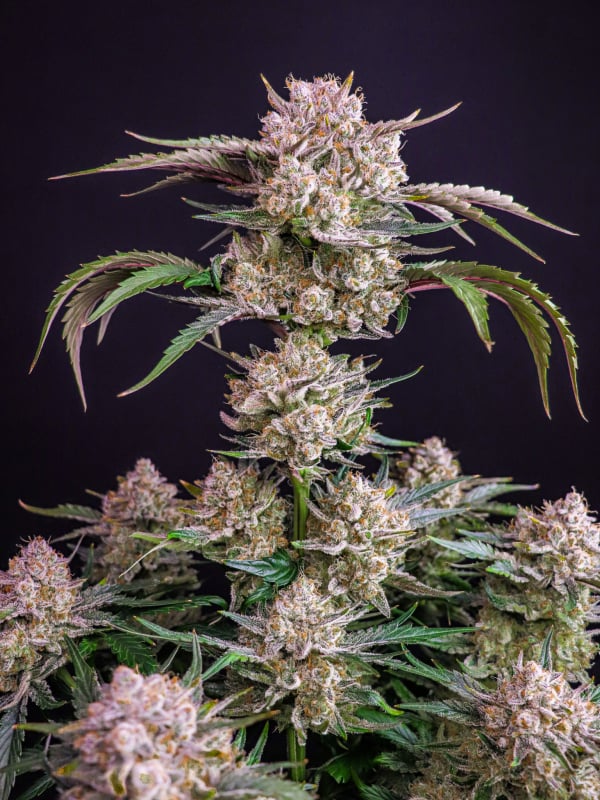 Instagram AUTO | Strawberry Gorilla Auto