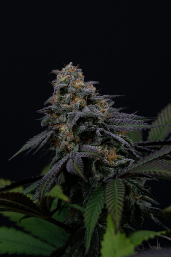 Instagram Lemon Cherry Runtz