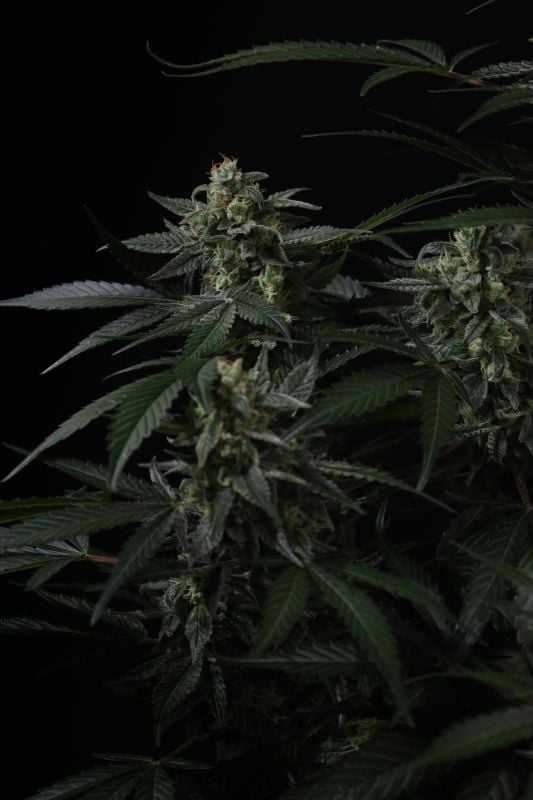 Instagram Banana Frost Auto