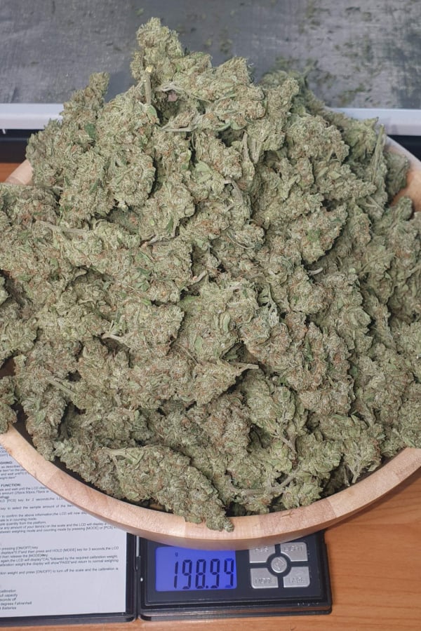 Instagram AUTO | Gorilla Auto