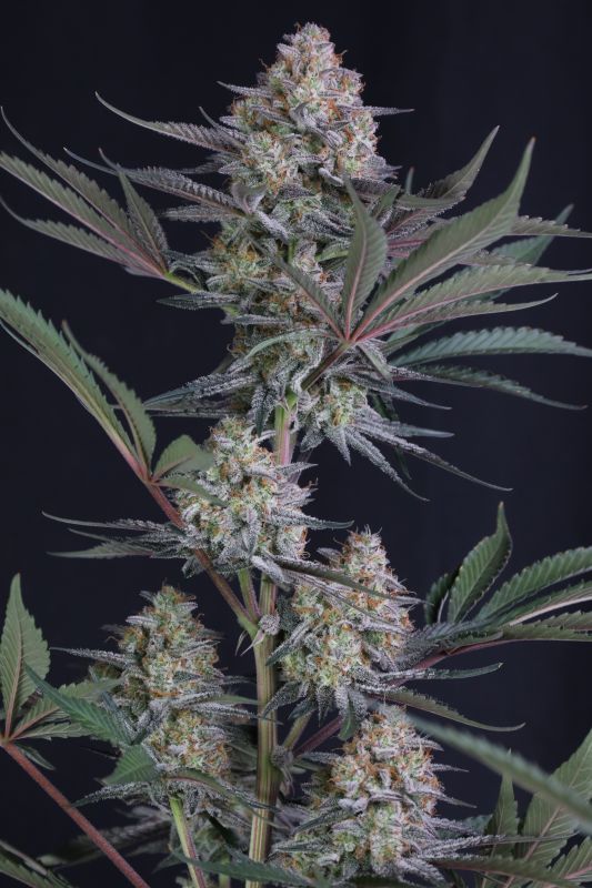 Instagram Lemon Tree Auto