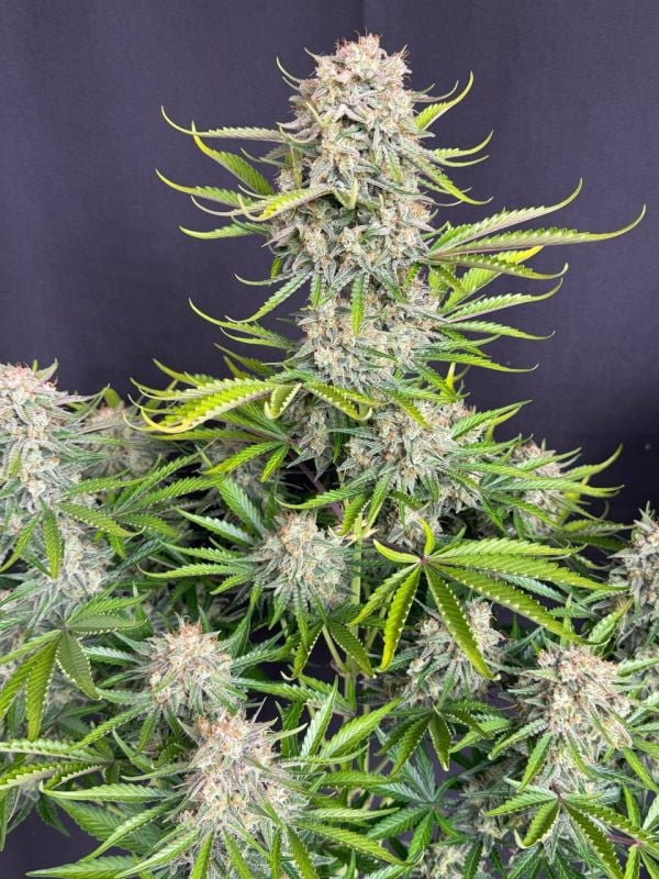 Instagram Cinderella Auto