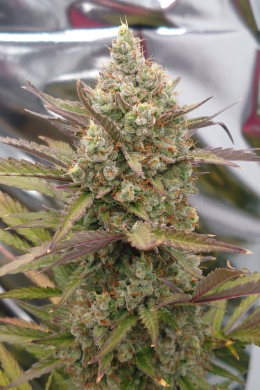 Instagram Chemdawg Auto