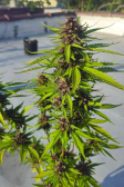 Instagram Banana Purple Punch Auto
