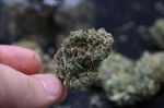 Instagram Mendo Cherry Cookies Auto™