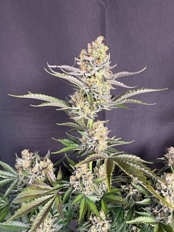 Instagram Skunk Auto