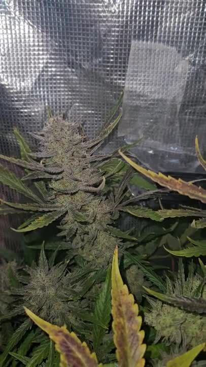 Guava Auto RF3 @Chrisbowa GD 
