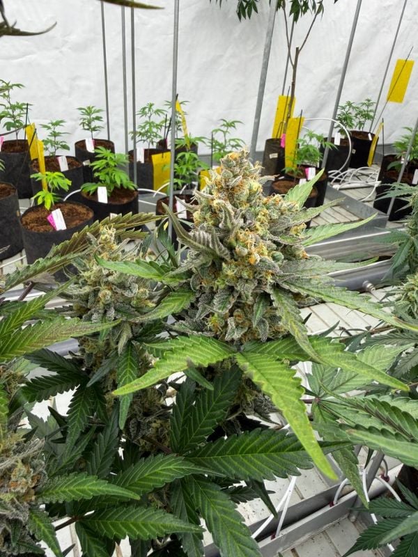 Instagram Skunk Auto