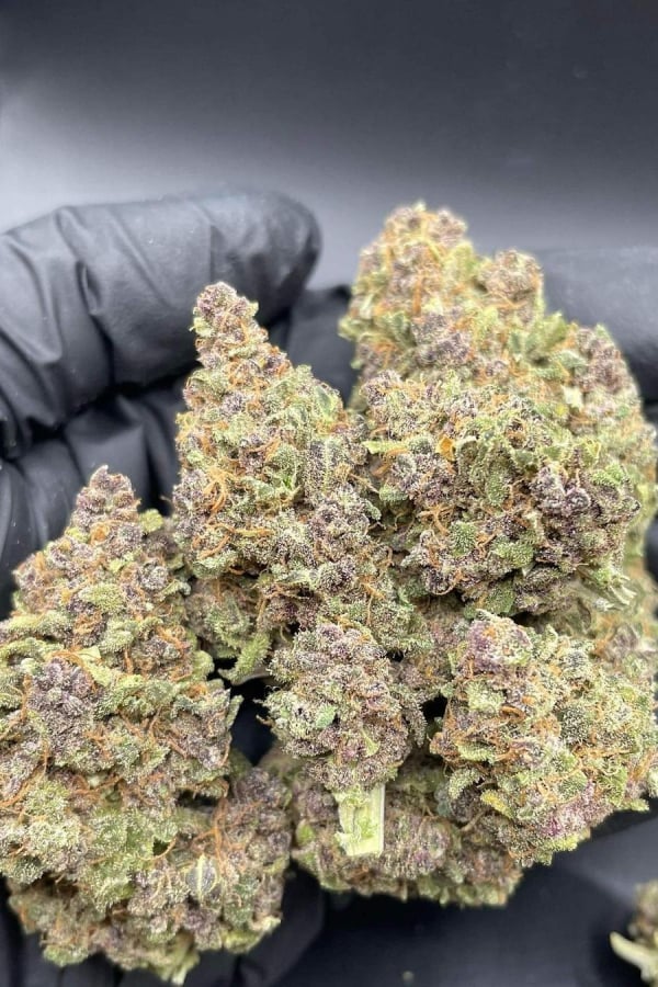 Instagram AUTO | Purple Punch Auto