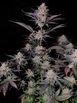 Instagram Guava Sundae Auto™