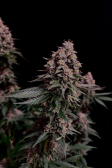 Instagram Purple Lemonade FF