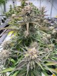 Instagram Blueberry Auto