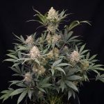 Instagram Guava Runtz Auto™