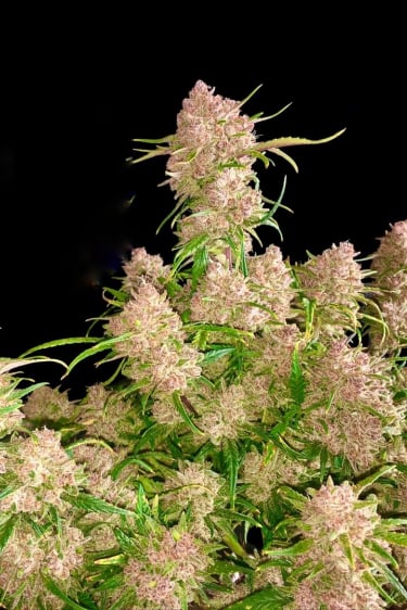 Instagram Gorilla Cookies Auto