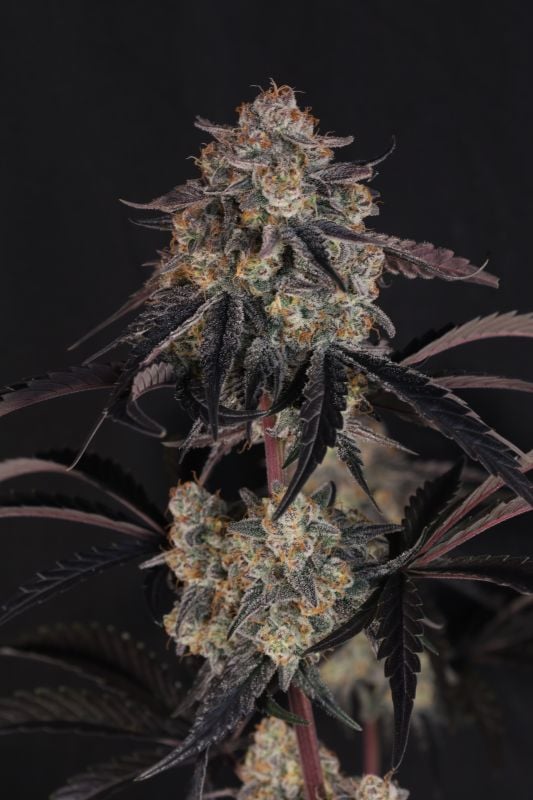 Instagram Lemon Cherry Sundae Auto