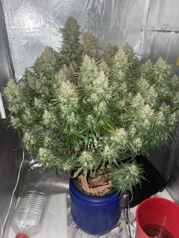Instagram Jack Herer Auto